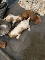 Cavalier King Charles Spaniel Puppies for sale in Norway, ME 04268, USA. price: $2,800
