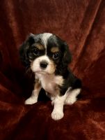 Cavalier King Charles Spaniel Puppies for sale in Montgomery Center, Montgomery, VT, USA. price: $1,900