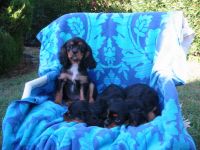 Cavalier King Charles Spaniel Puppies for sale in Sacramento, CA, USA. price: $1,600