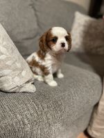 Cavalier King Charles Spaniel Puppies for sale in Battle Ground, WA, USA. price: $1,400