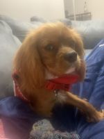 Cavalier King Charles Spaniel Puppies for sale in Lakewood, NJ 08701, USA. price: $1,200