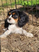 Cavalier King Charles Spaniel Puppies for sale in Fayetteville, North Carolina. price: $185,000