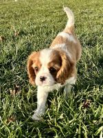 Cavalier King Charles Spaniel Puppies for sale in Goldsboro, MD 21636, USA. price: $2,500