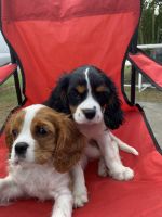 Cavalier King Charles Spaniel Puppies for sale in Okeechobee, Florida. price: $1,800
