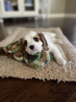 Cavalier King Charles Spaniel Puppies for sale in Alma, Georgia. price: $1,800
