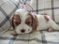 Cavalier King Charles Spaniel Puppies for sale in Charles City, IA 50616, USA. price: $3,000