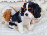 Cavalier King Charles Spaniel Puppies for sale in Texas City, Texas. price: $1,000