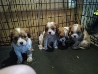 Cavalier King Charles Spaniel Puppies for sale in Sesser, Illinois. price: $100,000