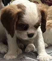 Cavalier King Charles Spaniel Puppies for sale in Tualatin, Oregon. price: $160,000