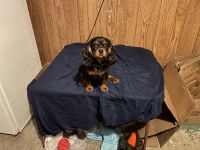 Cavalier King Charles Spaniel Puppies for sale in Buffalo, New York. price: $600