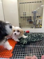 Cavalier King Charles Spaniel Puppies for sale in Hazelwood, Missouri. price: NA