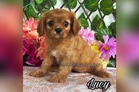 Cavalier King Charles Spaniel Puppies for sale in Miami, FL, USA. price: $3,900