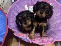 Cavalier King Charles Spaniel Puppies for sale in Tacoma, Washington. price: $2,000