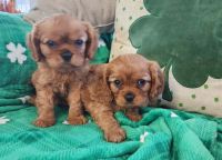Cavalier King Charles Spaniel Puppies for sale in Peoria, Arizona. price: NA