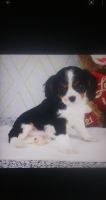 Cavalier King Charles Spaniel Puppies for sale in Plymouth, Minnesota. price: $1,800