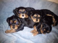 Cavalier King Charles Spaniel Puppies for sale in Monticello, Kentucky. price: $65,000