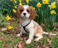 Cavalier King Charles Spaniel Puppies for sale in Winslow, Arkansas. price: $1,800