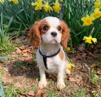 Cavalier King Charles Spaniel Puppies for sale in Winslow, Arkansas. price: $1,800