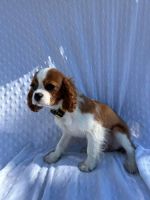 Cavalier King Charles Spaniel Puppies for sale in Cleveland, Ohio. price: $1,000