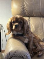 Cavalier King Charles Spaniel Puppies for sale in The Dalles, Oregon. price: $2,100