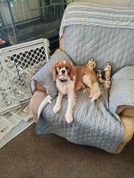 Cavalier King Charles Spaniel Puppies for sale in Nashport, Ohio. price: $350