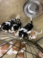 Cavalier King Charles Spaniel Puppies for sale in Bernville, Pennsylvania. price: $1,500
