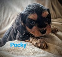 Cavalier King Charles Spaniel Puppies for sale in Waukesha County, WI, USA. price: $1,800