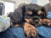 Cavalier King Charles Spaniel Puppies for sale in Fayetteville, North Carolina. price: $1,000