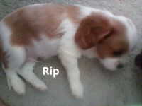 Cavalier King Charles Spaniel Puppies for sale in Muskegon, Michigan. price: $900