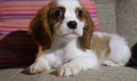 Cavalier King Charles Spaniel Puppies for sale in Knoxville, TN, USA. price: NA