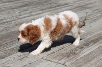 Cavalier King Charles Spaniel Puppies for sale in Elliottville, KY 40317, USA. price: NA