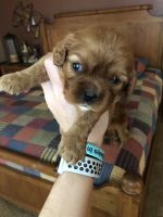 Cavalier King Charles Spaniel Puppies for sale in Davenport, IA, USA. price: NA