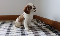 Cavalier King Charles Spaniel Puppies for sale in San Diego, CA, USA. price: NA