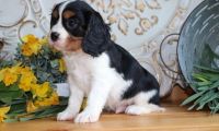 Cavalier King Charles Spaniel Puppies for sale in New Orleans, LA, USA. price: NA
