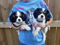 Cavalier King Charles Spaniel Puppies for sale in Stuarts Draft, VA, USA. price: NA
