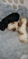 Cavalier King Charles Spaniel Puppies for sale in Camden, MI 49232, USA. price: NA