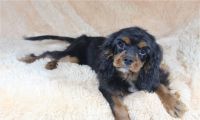 Cavalier King Charles Spaniel Puppies for sale in Homeland, CA, USA. price: NA