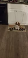 Cavalier King Charles Spaniel Puppies for sale in Nashua, NH, USA. price: NA