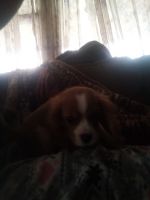 Cavalier King Charles Spaniel Puppies for sale in Cooperstown, NY 13326, USA. price: NA