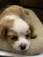 Cavalier King Charles Spaniel Puppies for sale in Phoenix, AZ, USA. price: NA
