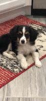 Cavalier King Charles Spaniel Puppies for sale in Mesa, AZ, USA. price: NA