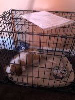 Cavalier King Charles Spaniel Puppies for sale in Philadelphia County, Philadelphia, PA, USA. price: NA