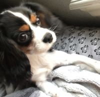 Cavalier King Charles Spaniel Puppies for sale in San Juan, TX, USA. price: NA