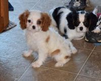 Cavalier King Charles Spaniel Puppies for sale in Peachtree City, GA, USA. price: NA