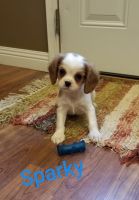 Cavalier King Charles Spaniel Puppies for sale in Rock Valley, IA 51247, USA. price: NA