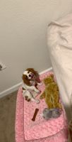 Cavalier King Charles Spaniel Puppies for sale in Manhattan, KS 66506, USA. price: NA