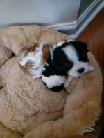 Cavalier King Charles Spaniel Puppies for sale in Greenville, SC, USA. price: NA