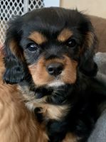 Cavalier King Charles Spaniel Puppies for sale in Orleans County, VT, USA. price: NA