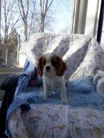 Cavalier King Charles Spaniel Puppies for sale in Flushing, MI 48433, USA. price: NA