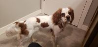 Cavalier King Charles Spaniel Puppies for sale in Vancouver, WA, USA. price: NA